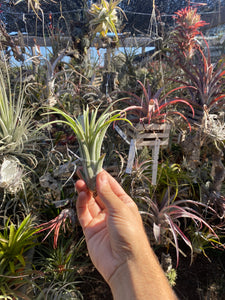 Tillandsia Silver Trinket (Tillandsia ionantha x Tillandsia chiapensis) Tropiflora clone