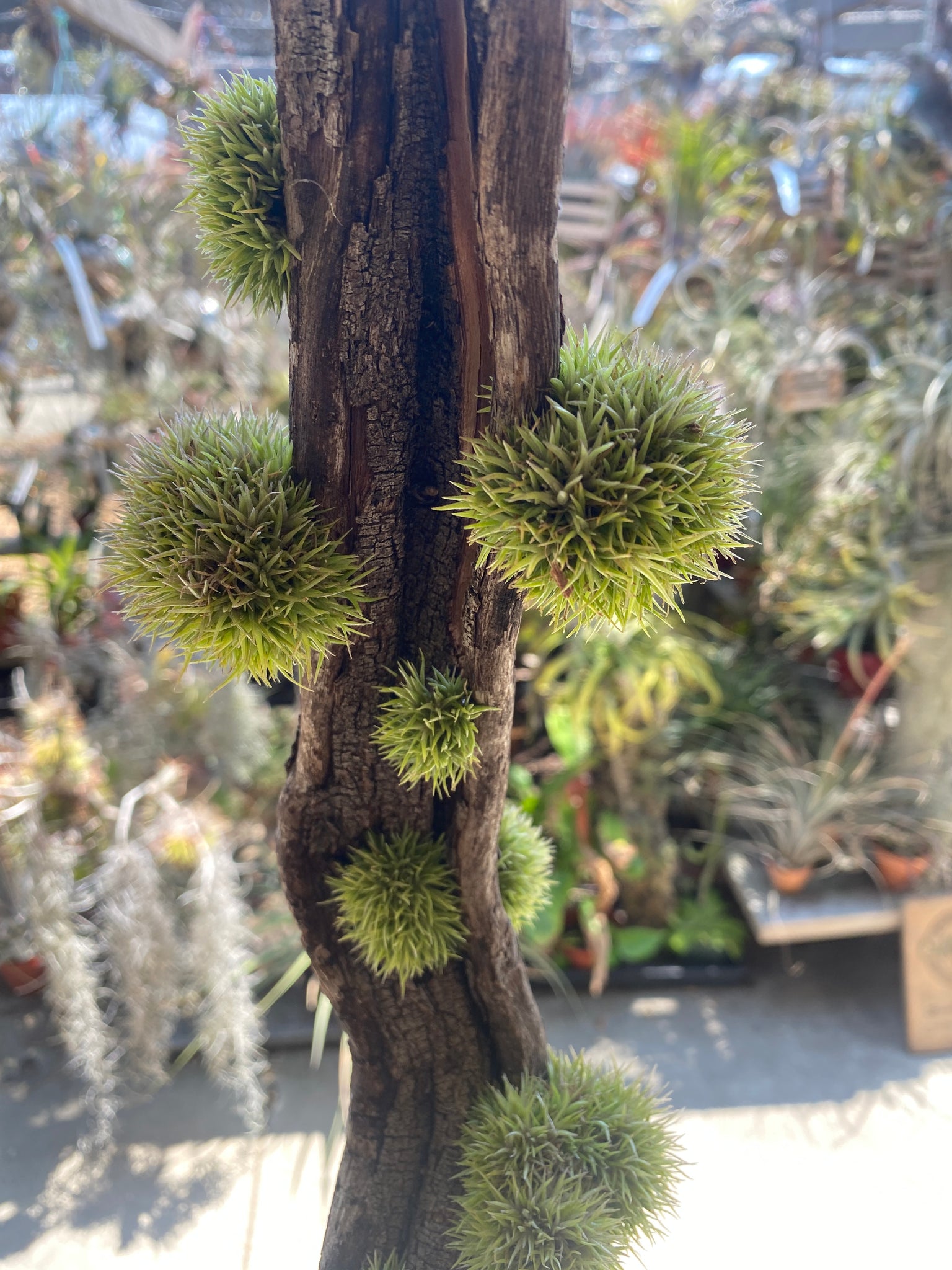 teddy bear air plant Tillandsia aeranthos 'Teddy Bear'