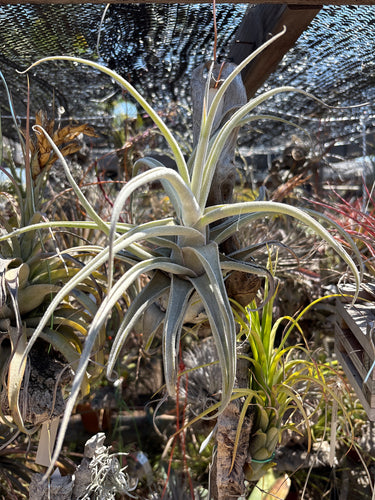 Tillandsia Joy (Tillandsia streptophylla x Tillandsia ehlersiana) TI clone