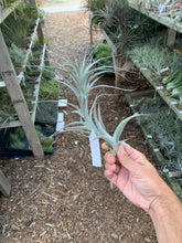 Tillandsia prolata