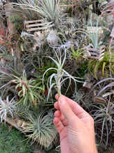 Tillandsia Sweet Isabel (Tillandsia tectorum x Tillandsia paleacea) Best clone