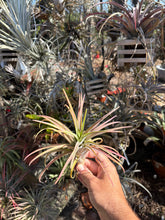 Tillandsia intermedia x Tillandsia ionantha
