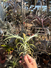 Tillandsia intermedia x Tillandsia ionantha