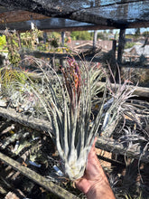 Tillandsia carlsoniae x Tillandsia ehlersiana