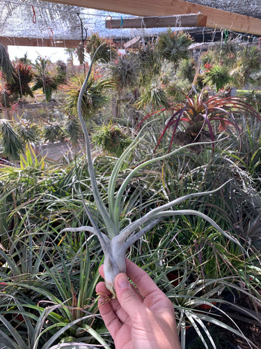 Tillandsia Don Walsh (Tillandsia ehlersiana x Tillandsia xerographica)