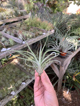 Tillandsia glabrior hybrid