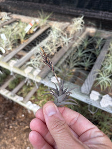 Tillandsia peiranoi
