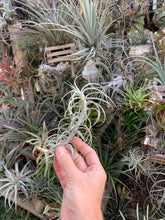 Tillandsia Sweet Isabel (Tillandsia tectorum x Tillandsia paleacea) Best clone