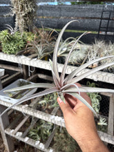 Tillandsia Pink Lemonade (Tillandsia exserta x Tillandsia chiapensis)