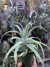 Tillandsia Bea Correale (chiapensis x streptophylla)