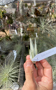 Tillandsia brachyphylla