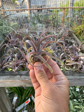 Tillandsia streptophylla with red blush