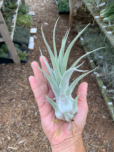 (Tillandsia ehlersiana x Tillandsia seleriana) x Tillandsia seleriana