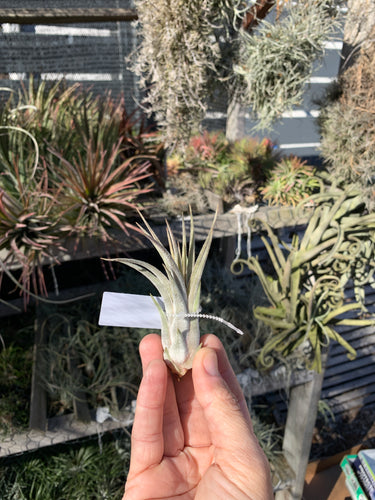 Tillandsia Mini Me (Tillandsia mitlaensis x Tillandsia bulbosa)