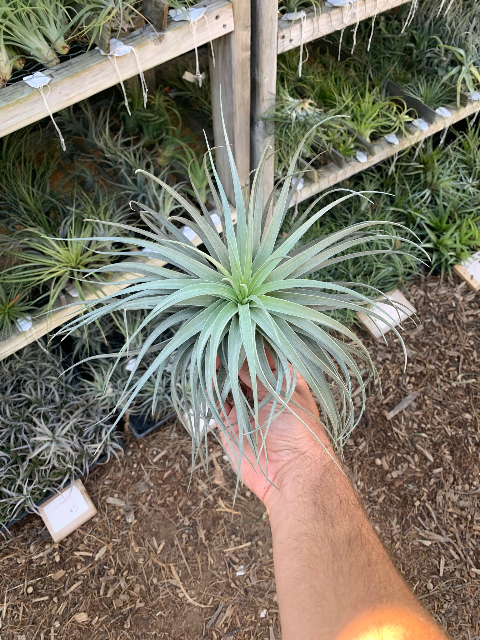 leonamiana air plant Tillandsia Stupendo (Tillandsia Houston x Tillandsia leonamiana
