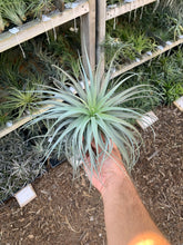 Tillandsia Stupendo (Tillandsia Houston x Tillandsia leonamiana