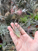 Tillandsia winkleri