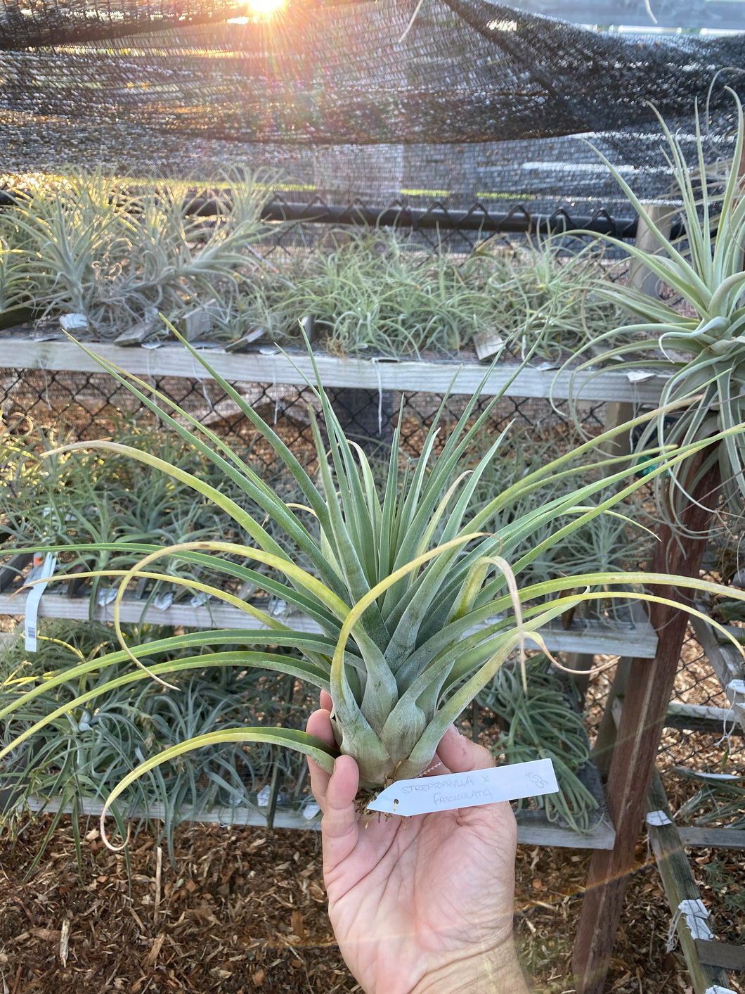 Tillandsia streptophylla x Tillandsia fasciculata