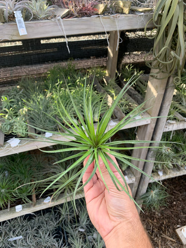 Tillandsia stricta Cousin It