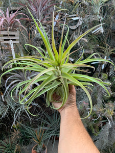 Tillandsia streptophylla 'Belize'