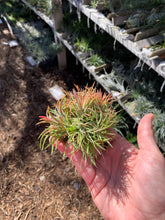 Tillandsia ionantha Crested form