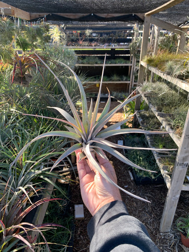 Tillandsia Madre (Tillandsia chiapensis x Tillandsia roland-gosselinii)