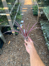 Tillandsia Cherry Cordial (Tillandsia domingensis x Tillandsia dasyliriifolia)