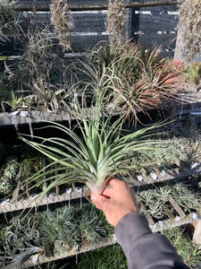 Tillandsia Tribute to Beauty (Tillandsia didisticha x Tillandsia latifolia)