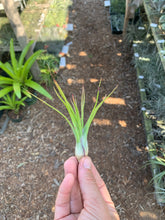 Tillandsia Joel (Tillandsia bulbosa x Tillandsia ionantha)