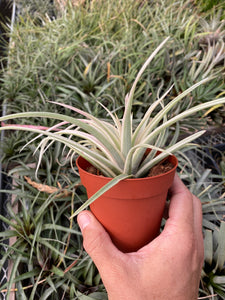 Tillandsia Deborah Ann (Tillandsia riohondoensis variegated)