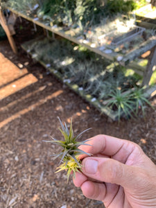 Tillandsia latifolia enano red