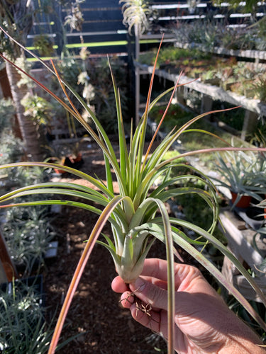 Tillandsia El Camaron (Tillandsia fasciculata x Tillandsia ionantha)