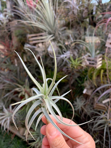 Tillandsia Sweet Isabel (Tillandsia tectorum x Tillandsia paleacea) Best clone