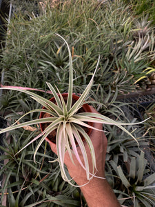 Tillandsia Deborah Ann (Tillandsia riohondoensis variegated)