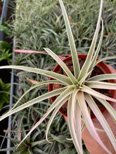 Tillandsia Deborah Ann (Tillandsia riohondoensis variegated)