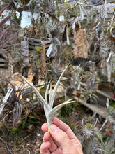Tillandsia porongoensis