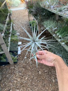 Tillandsia prolata