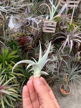 Tillandsia barfusii