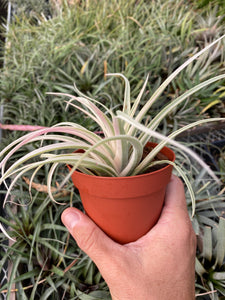 Tillandsia Deborah Ann (Tillandsia riohondoensis variegated)