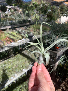 Tillandsia Curly Fatso (Tillandsia streptophylla x Tillandsia intermedia) True RFI clone