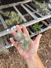 Tillandsia heteromorpha
