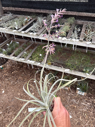 Tillandsia humilis x straminea