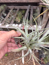 Tillandsia cochabambae