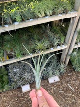 Tillandsia baileyi x Tillandsia ionantha #5 (Arden)