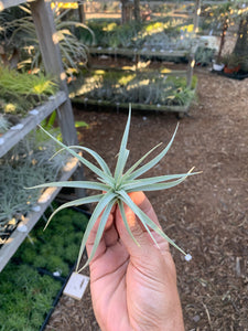 Tillandsia stricta v albifolia