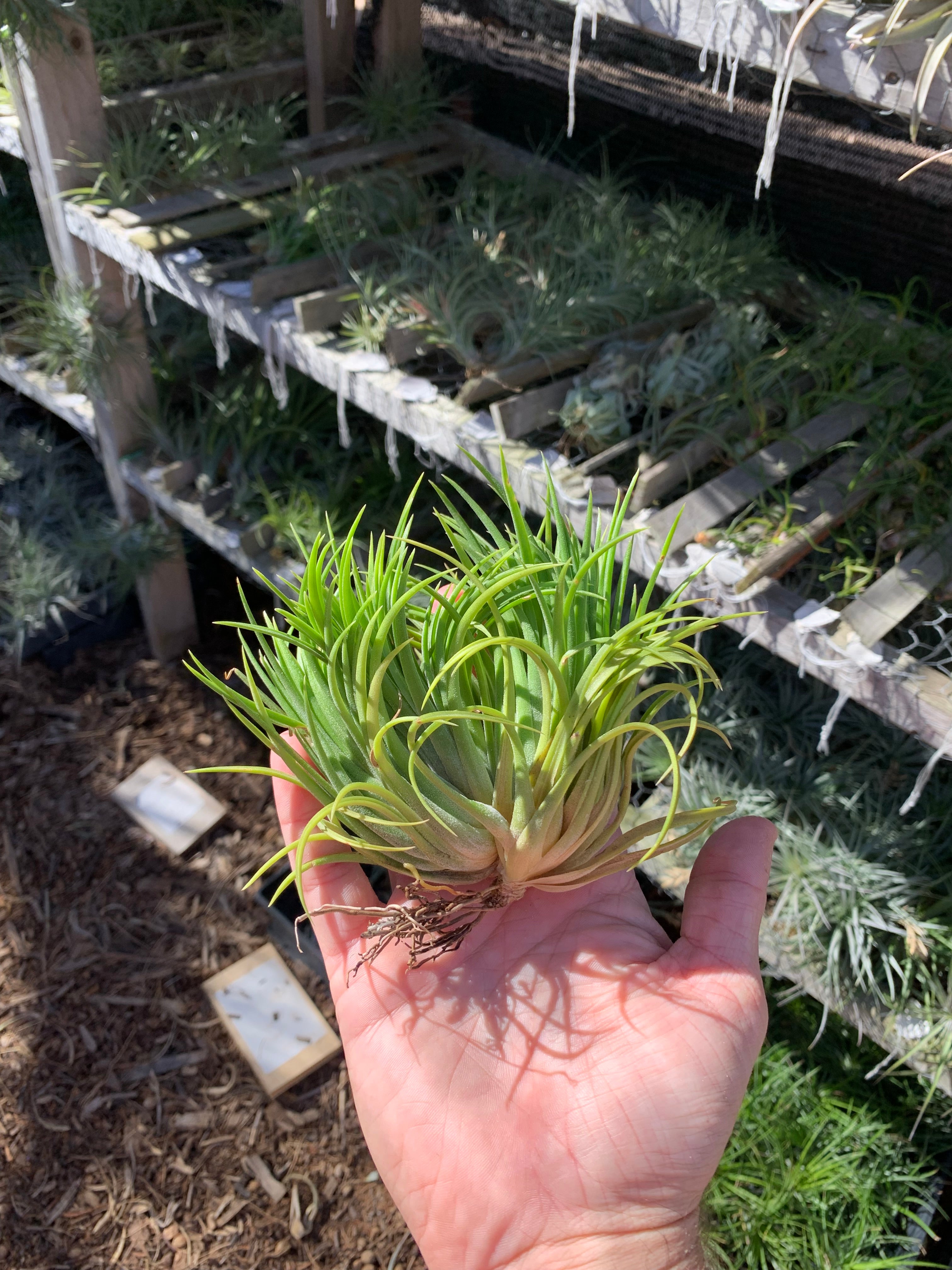 Tillandsia Ionantha Crested Form （ＴＩ） 速達 Tillandsia ionantha Crested form – Cuffel Farms