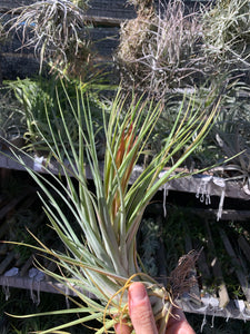 Tillandsia fasciculata x ionantha