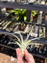 Tillandsia Extravagance (Variegated Tillandsia concolor x Tillandsia streptophylla)