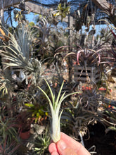 Tillandsia intermedia x Tillandsia ionantha