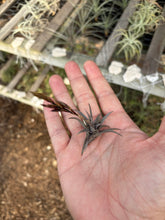 Tillandsia peiranoi